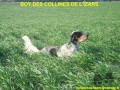 Setter Anglais BOY DES COLLINES DE L'IZARS